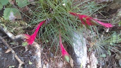 Tillandsia punctulata
