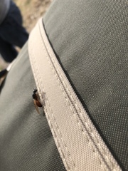 Camponotus sansabeanus