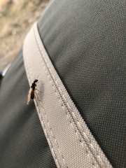 Camponotus sansabeanus