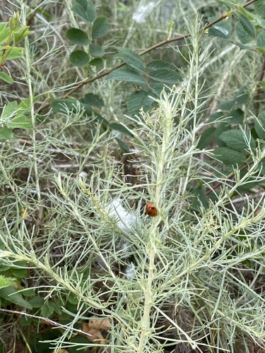 iNaturalist observation photo of Black-spotted Lady Beetles