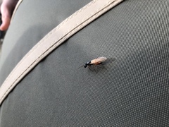 Camponotus sansabeanus