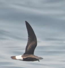 Hydrobates tethys