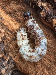 Scolecocampinae