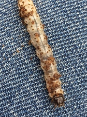 Scolecocampinae