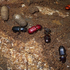 Aulacocyclus