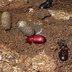Aulacocyclus