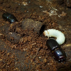 Aulacocyclus