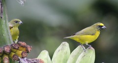 Euphonia luteicapilla