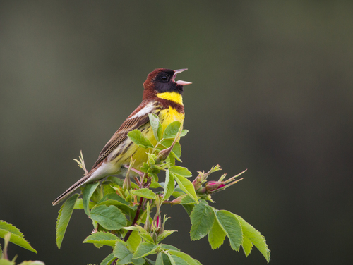Yellow-breasted Bunting