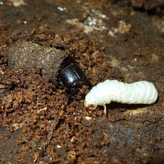 Aulacocyclus