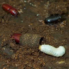 Aulacocyclus