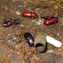 Aulacocyclus