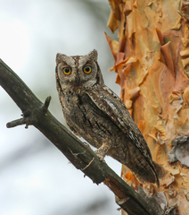 Otus scops
