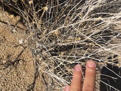 Acamptopappus sphaerocephalus