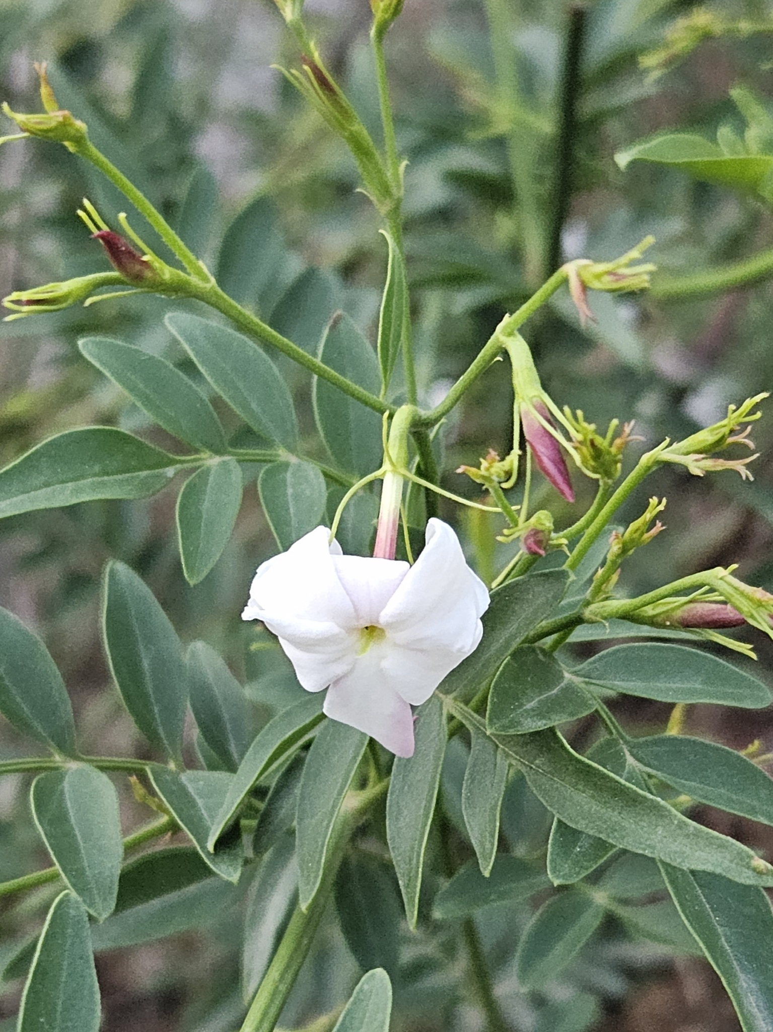 Spanish Jasmine (Jasminum grandiflorum)