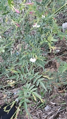 Jasminum grandiflorum, photograph (c) Cheongweei Gan, some rights reserved (CC BY)