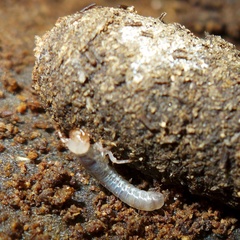 Aulacocyclus
