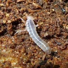 Aulacocyclus