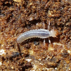 Aulacocyclus