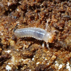 Aulacocyclus