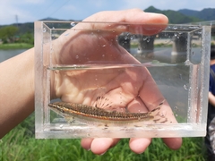 Korean Chub photo 2