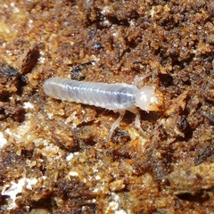 Aulacocyclus