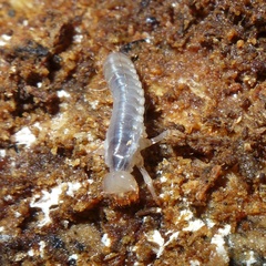Aulacocyclus