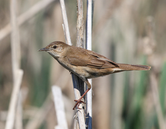 Locustella luscinioides