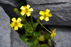 Ranunculus insignis