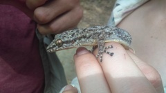 Phyllodactylus tuberculosus