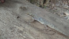 Phyllodactylus tuberculosus