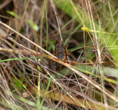 Canga Swamp Frog photo 2