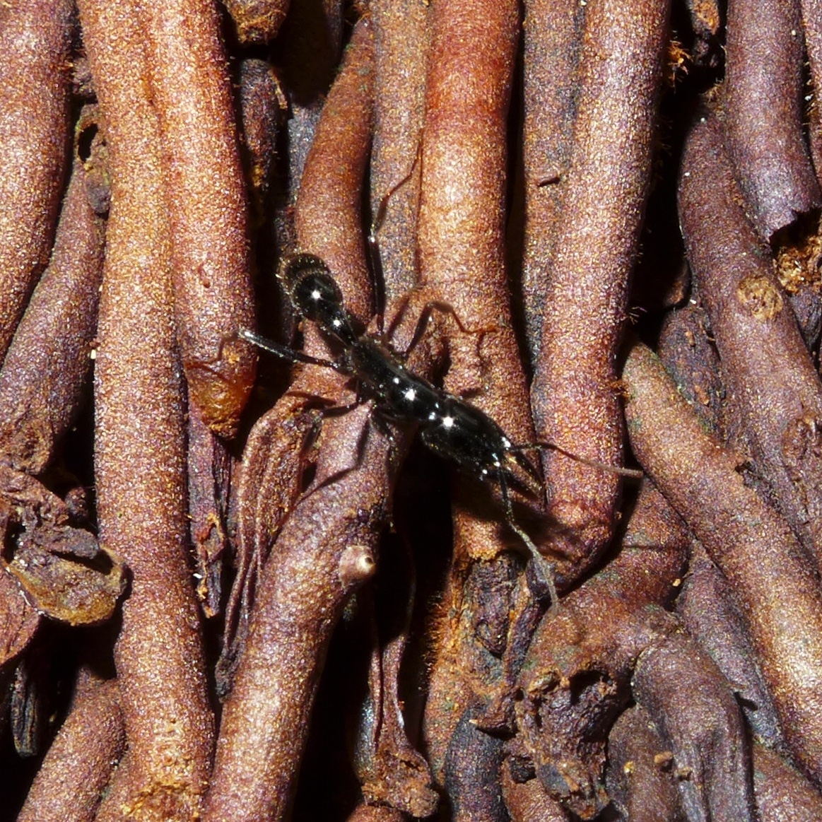Leptogenys rouxi
