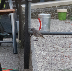 Phoenicurus ochruros gibraltariensis