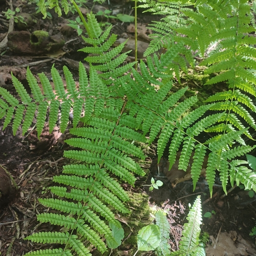 Image of Pteris tripartita by no rights reserved