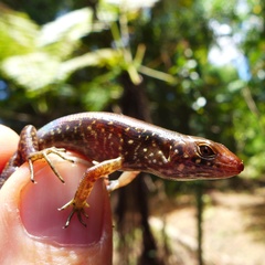 Marmorosphax tricolor