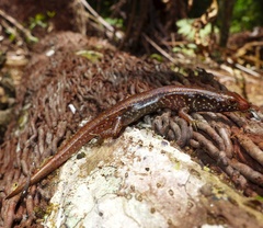Marmorosphax tricolor