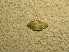 Periclina syctaria