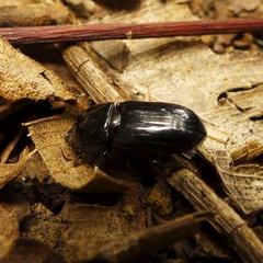 Figulus laevipennis