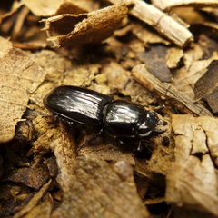 Figulus laevipennis