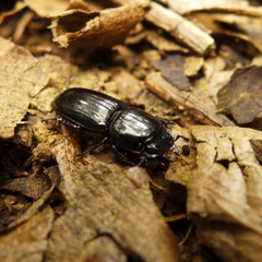 Figulus laevipennis