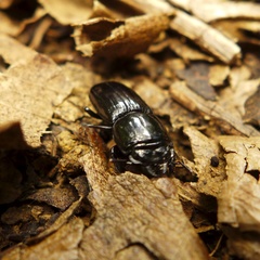 Figulus laevipennis