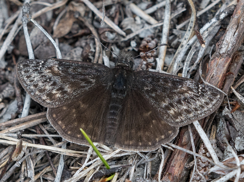 Persius Duskywing