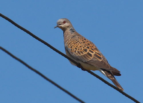 European Turtle-Dove