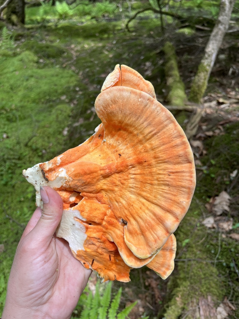 Laetiporus huroniensis from Leeper, PA, US on May 28, 2023 at 01:06 PM ...