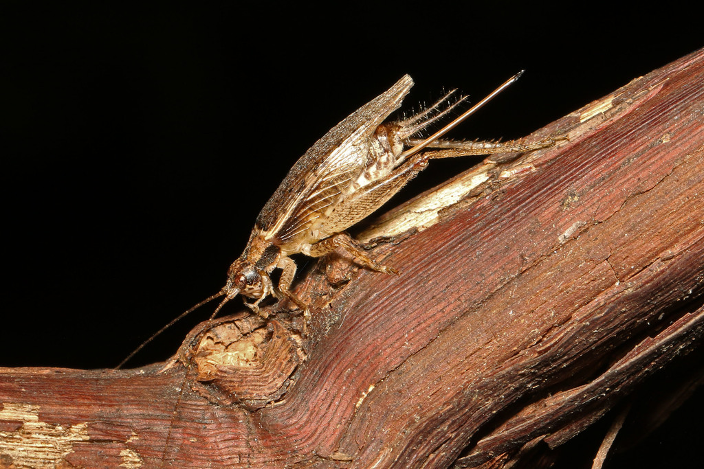 Orocharis