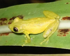 Scinax elaeochroa