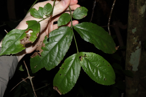 socketwood (Daphnandra micrantha)