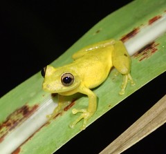 Scinax elaeochroa