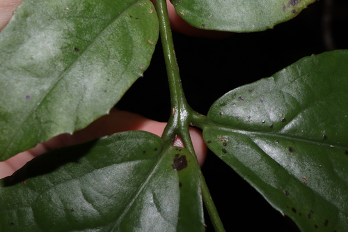 Image of Daphnandra micrantha by (c) Thomas Mesaglio, some rights reserved (CC BY)